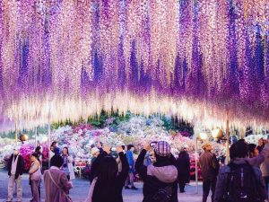 Ashikaga Flower Park