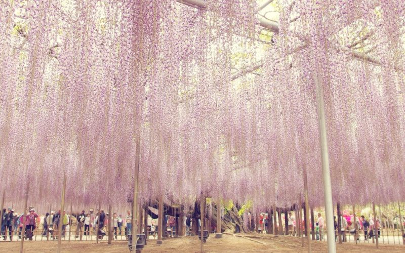 Grand glycine, parc floral ashikaga