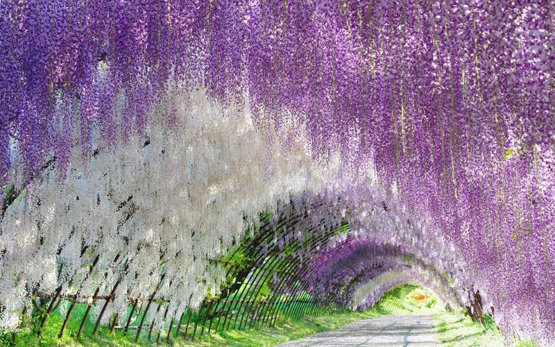 Tunnel de glycine du parc floral d'Ashikaga