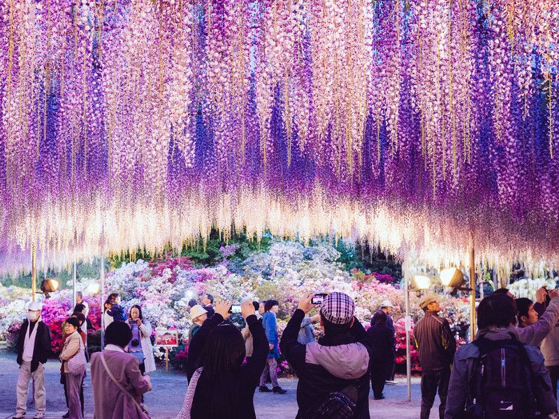 Guida di viaggio per il Parco floreale di Ashikaga