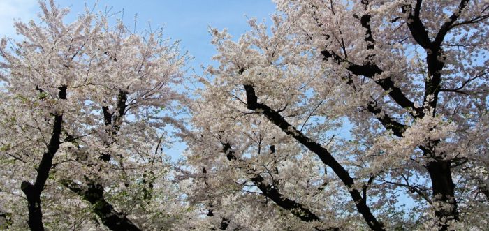 Parc d'Asukayama