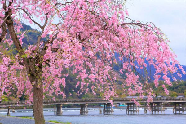 Cherry blossom in Arashiyama