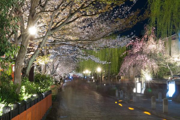 Cerisiers en fleurs dans la rue Shinbashi, Gion