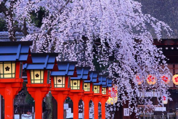 Cherry Blossom in Hirano Shrine