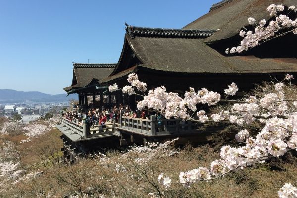 Cerisiers en fleurs au temple Kiyomizu-dera