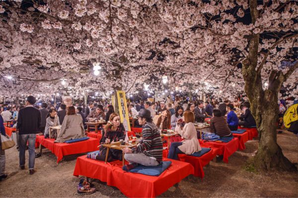 Sakura au parc Maruyama