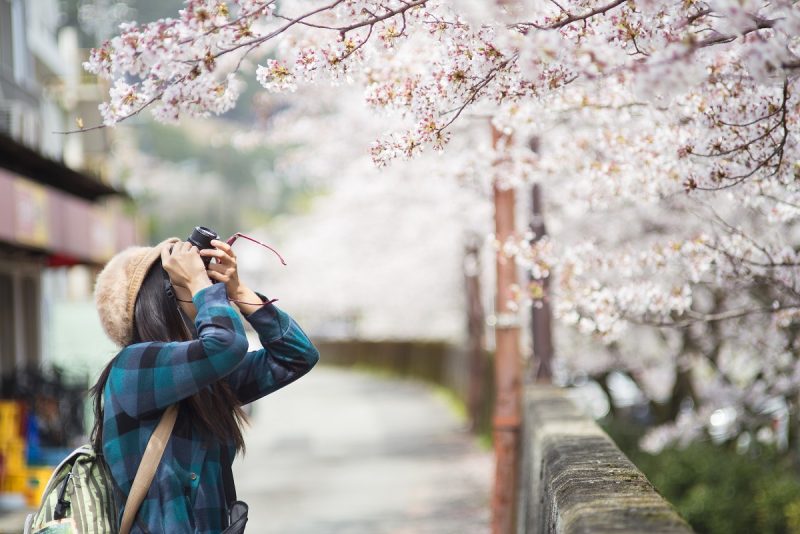 Photographie des cerisiers en fleurs