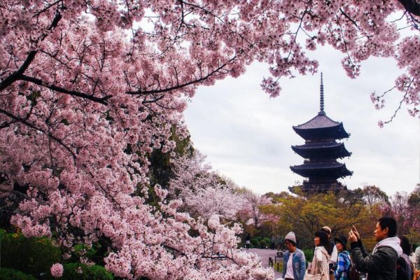 Cherry blossoms in Toji Temple