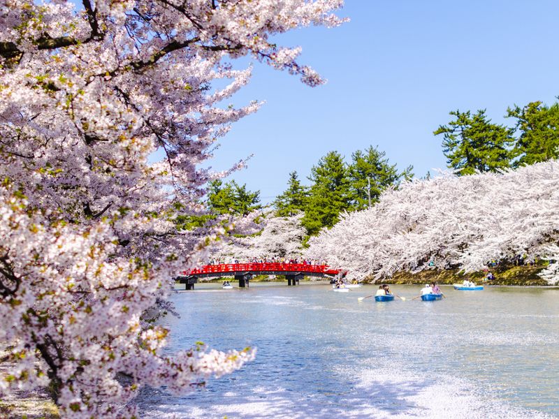 Los mejores lugares para ver los cerezos en flor en Japón