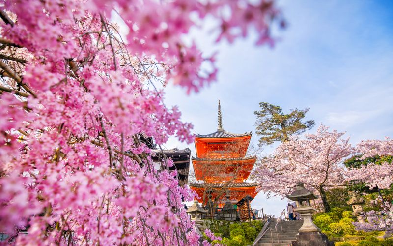 Cherry blossoms in Kyoto: Where to admire the Hanami