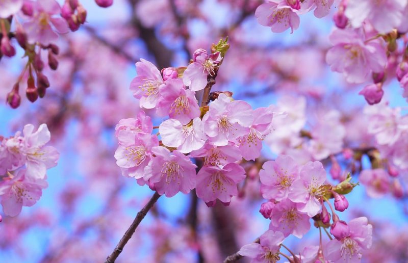 Cherry Blossom in Chureito Pagoda