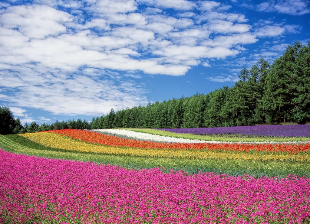 Flower garden in Hokkaido, a great area to visit during Golden Week