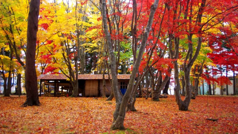 hakodate autumn