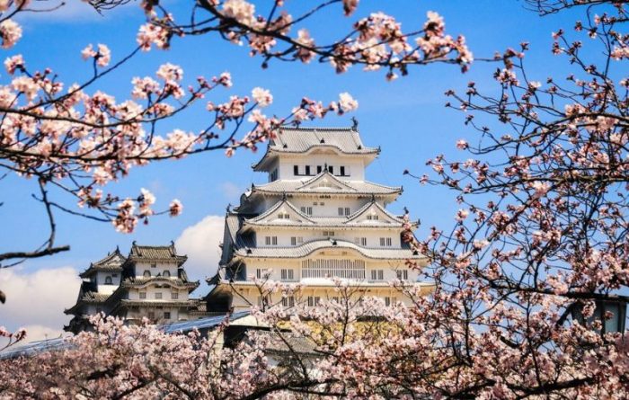 Château de Himeji pendant la saison des cerisiers en fleurs