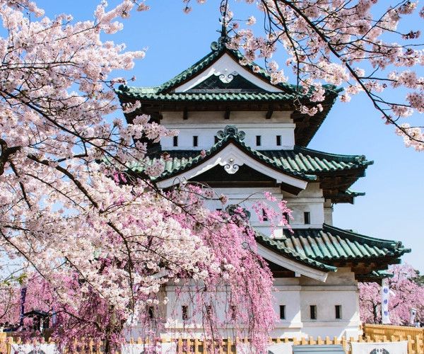 Château de Hirosaki et sakuras