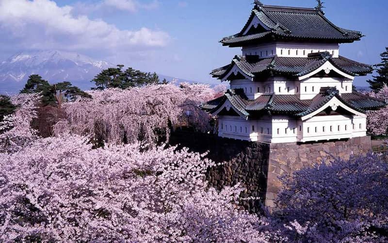 Hirosaki castle cherry blossom