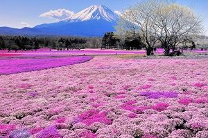 Flower garden in Hokkaido, a great area to visit during Golden Week