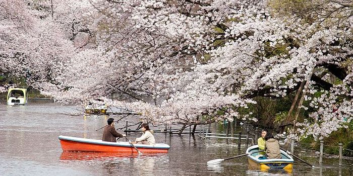 Parc d'Inokashira pendant la floraison des cerisiers