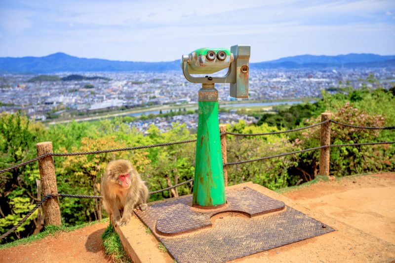 parc aux singes Iwatayama