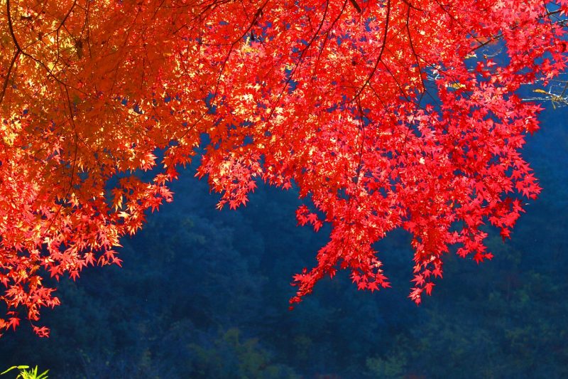 Maple red leaves during the autumn