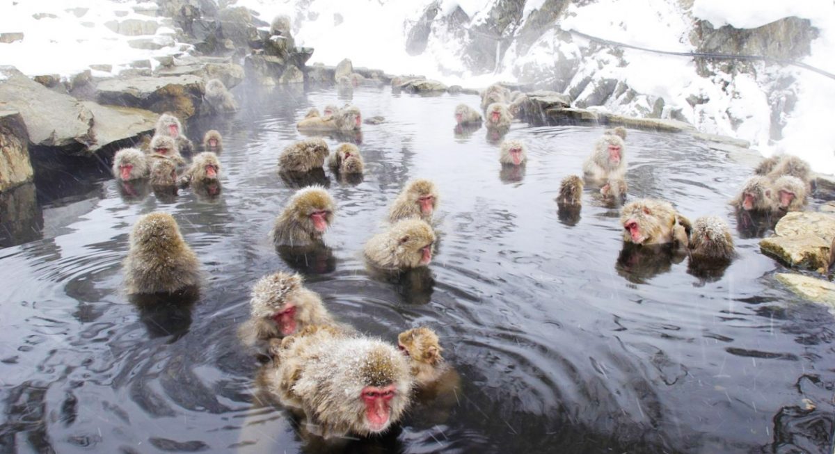 Parc aux singes de Jigokudani : à la rencontre des singes des neiges