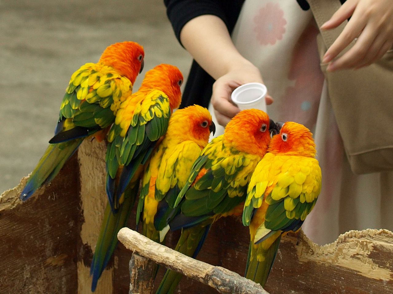 Royaume des animaux de Kobe