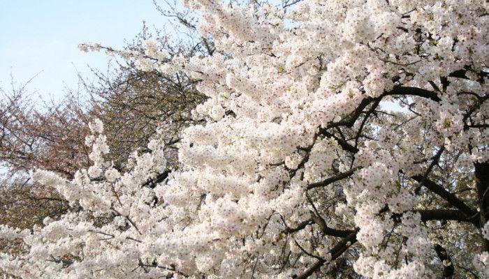 Hanami in Koishikawa Botanical Garden, Tokyo