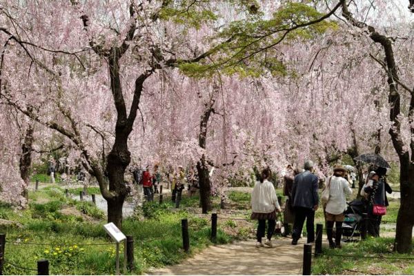 Kyoto Botanical Gardens during the cherry blossom