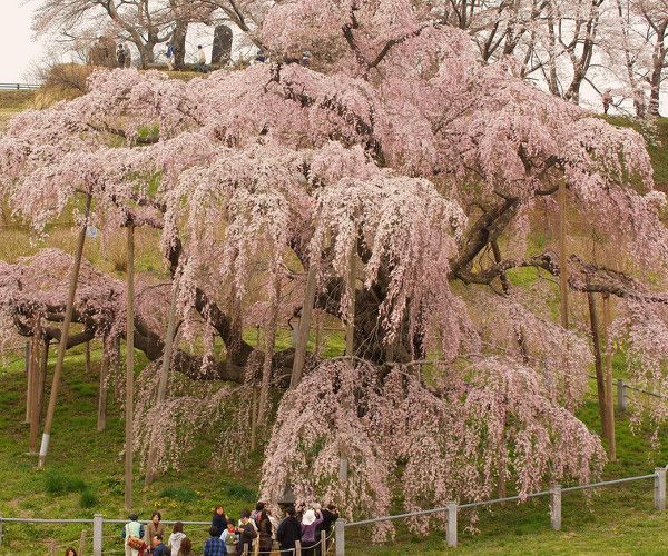 Miharu Takizakura during cherry blossom - Photo by ayu oshimi @Flickr