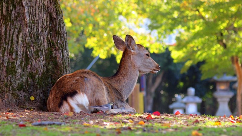 Cerf sika dans le parc de Nara