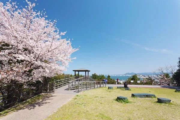 Nishi Park during the cherry blossom