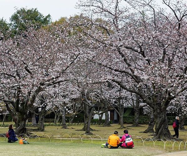 Okayama Korakuen sakura