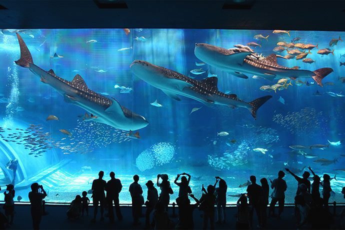 Okinawa aquarium