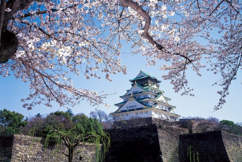 Osaka castle behind the cherry blossoms