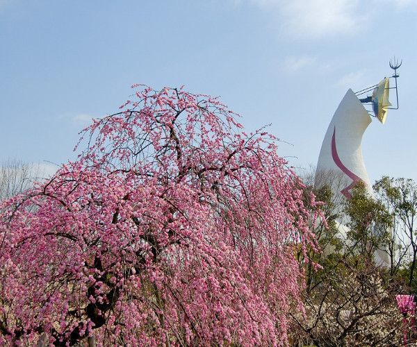 Cherry blossom at Osaka Expo '70 Park