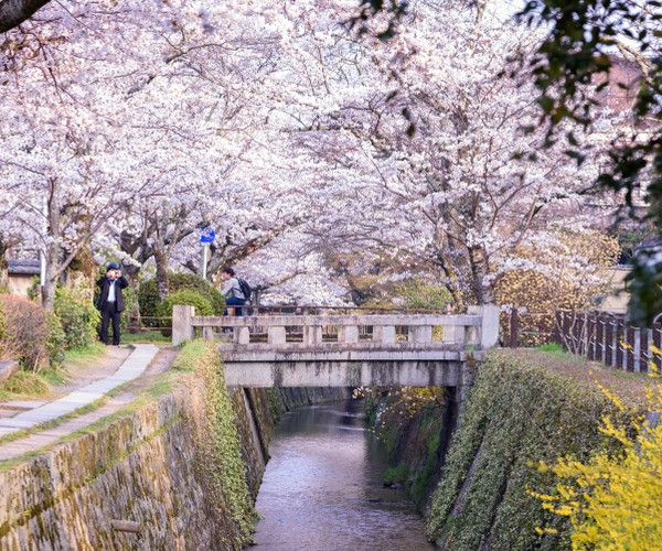 Philosopher's Path, Kyoto