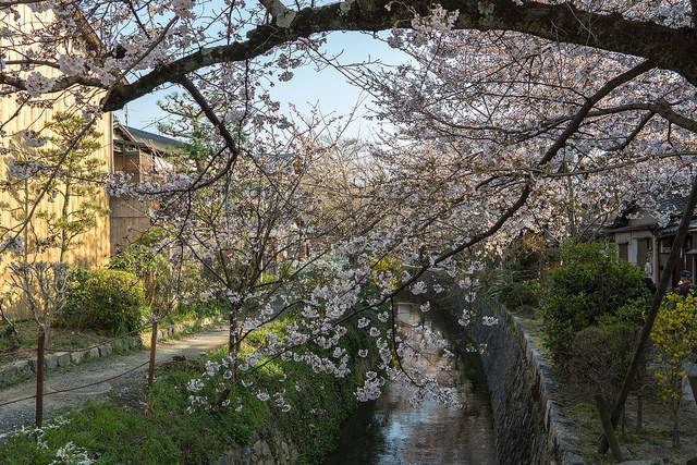 The Philosopher's Walk in Kyoto