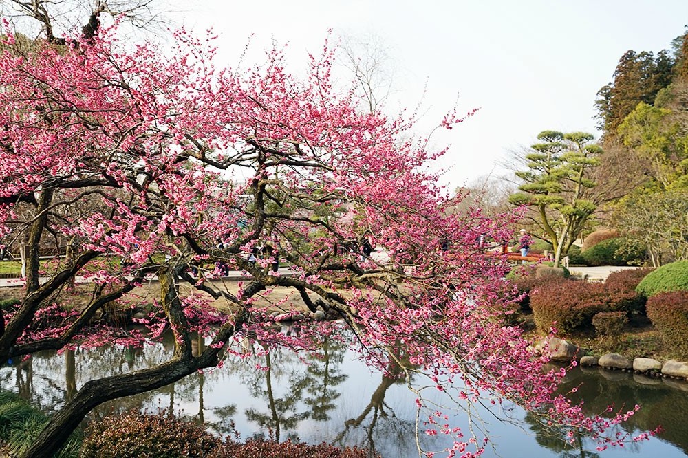 floraison-prunier-mito-kairakuen