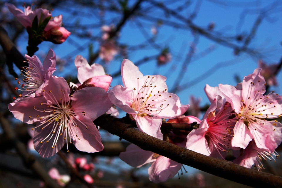 Détails d'un prunier en fleurs