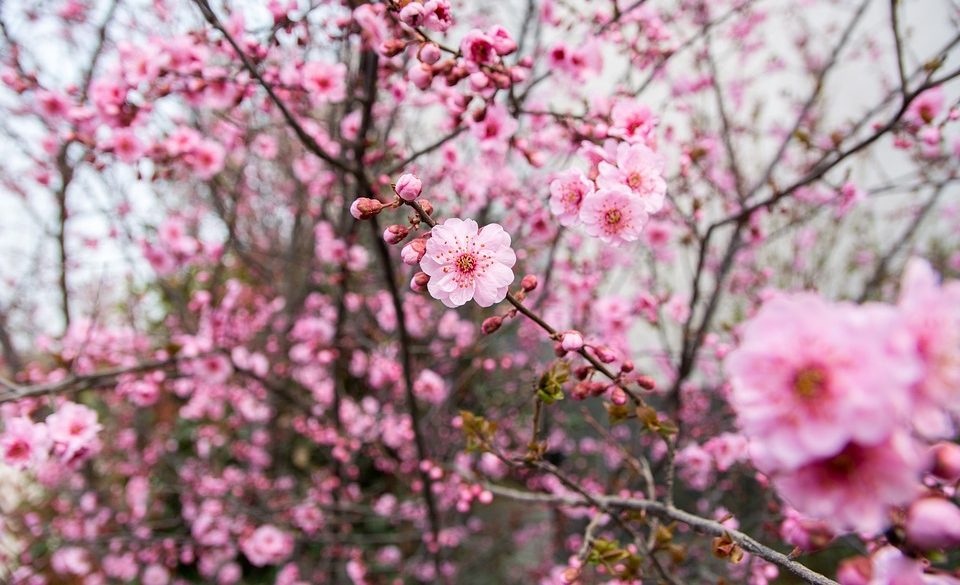 Ciruelos en flor en Japón: cuándo y dónde verlos