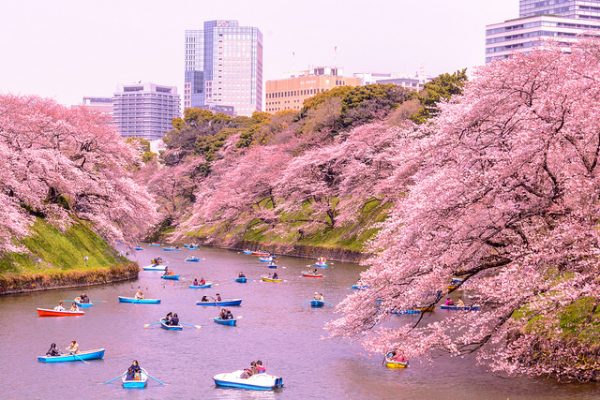 Festival sakura - cerisiers en fleurs au Japon