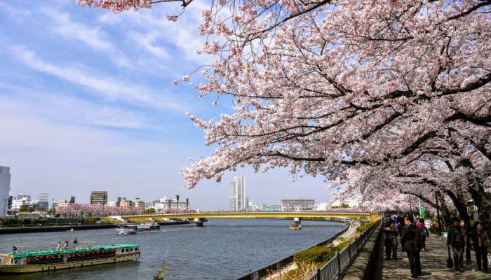 Sumida park during spring