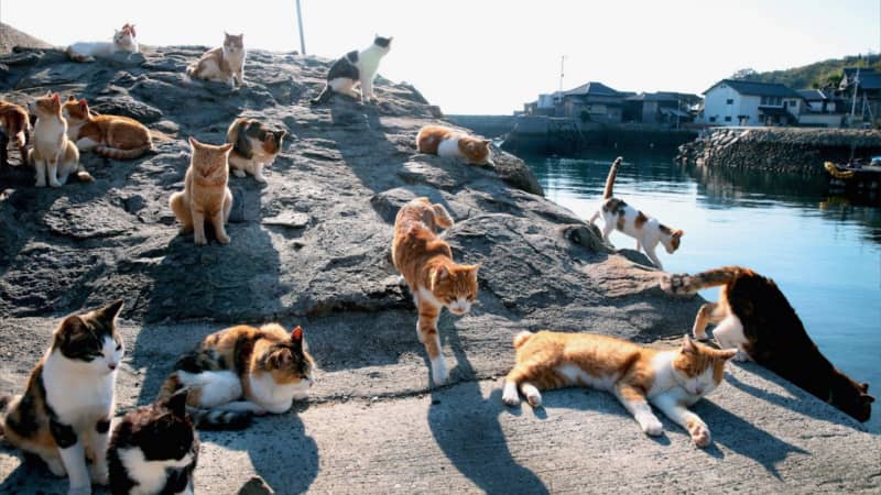 Tashirojima: Guida all’isola dei gatti