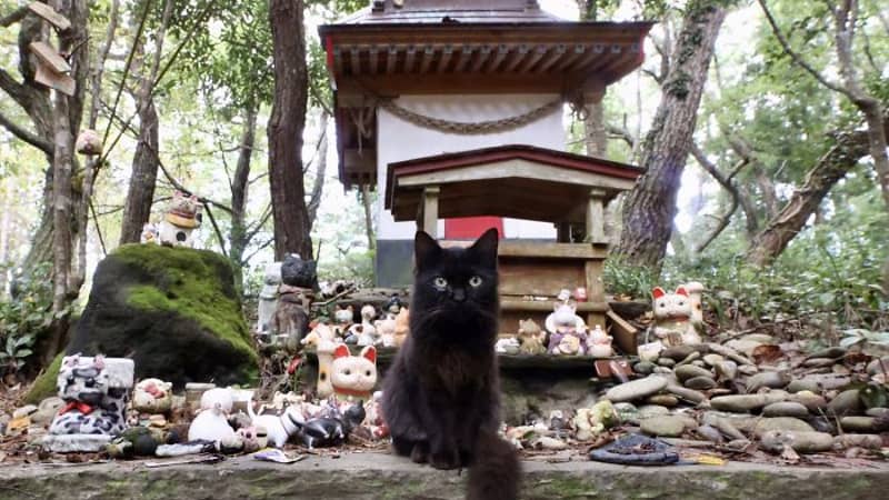 sanctuaire aux chats de tashirojima