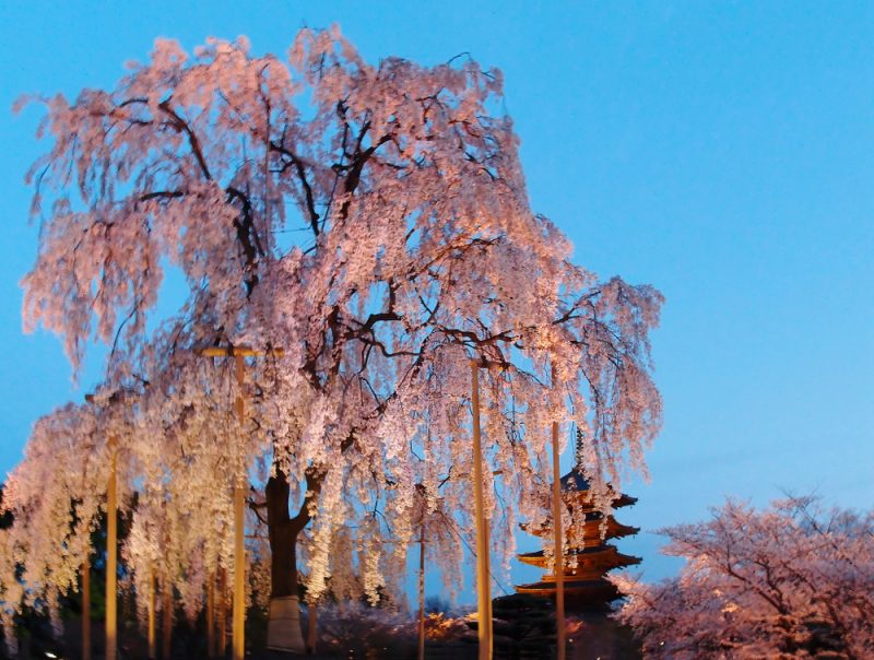 Weeping cherry tree in Toji temple