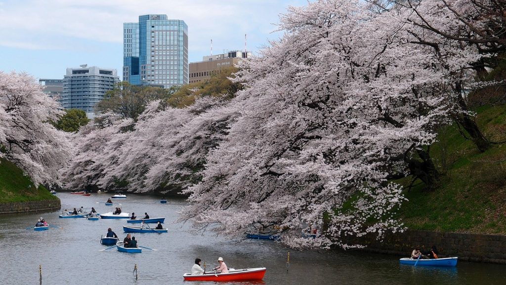 Canal next to the Imperial Palace, under the cherry blossoms