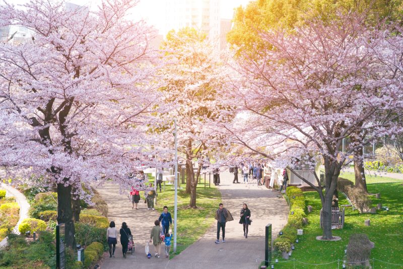 Cherry Blossoms in Tokyo