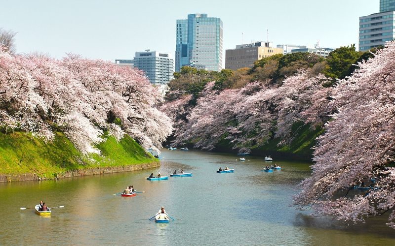 Floraison des cerisiers dans l'enceinte du palais impérial de Tokyo