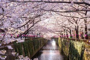 Cerezos en flor en Tokio