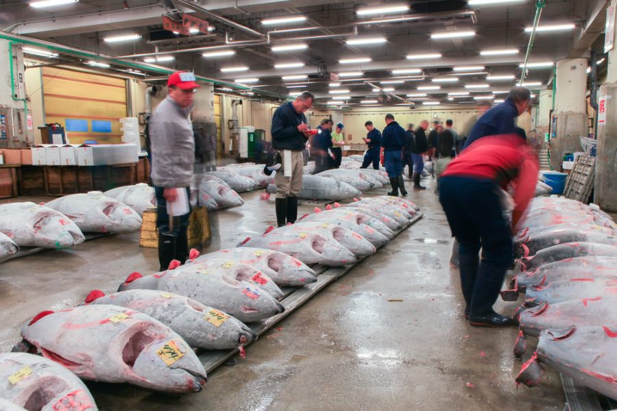 Tsukiji fish market (Tokyo)